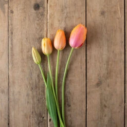 Dordogne -Garden Seed Shop 03482 05 dordonge