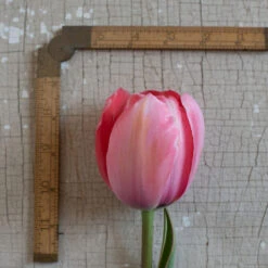 Design Impression -Garden Seed Shop 03491 03 design impression