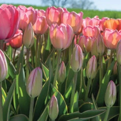 Design Impression -Garden Seed Shop 03491 06 design impression