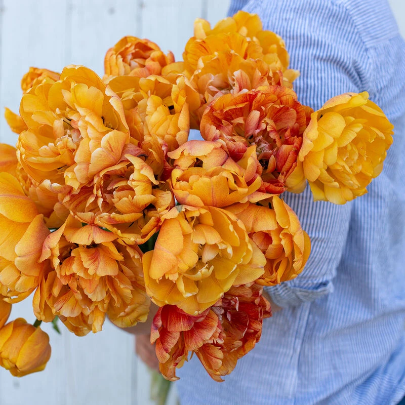 Sunlover 4 Sunlover - Image 2