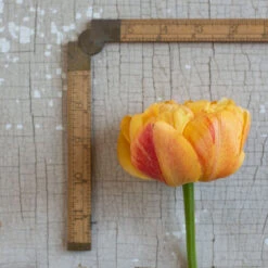 Sunlover 9 Sunlover -Garden Seed Shop 03493 03 sunlover