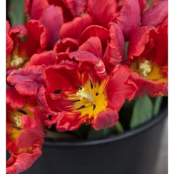 Rococo -Garden Seed Shop 03497 02 rococo