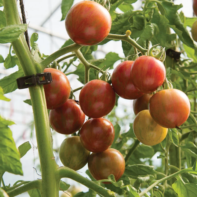 Purple Bumble Bee 5 Purple Bumble Bee - Image 3