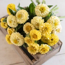 Oklahoma Ivory -Garden Seed Shop 03539g 02 oklahoma ivory