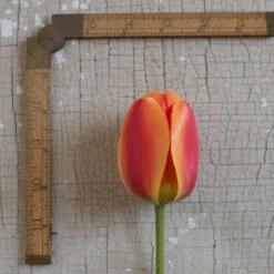 Apeldoorn's Elite -Garden Seed Shop 03549 03 apeldorn elite