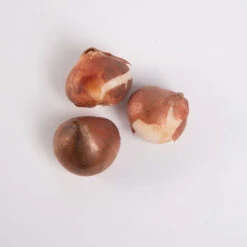 Apeldoorn's Elite -Garden Seed Shop 03549 05 apeldorn elite