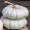 Flat Stacker -Garden Seed Shop 03574 01 flat stacker pumpkin