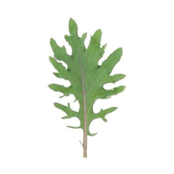 Red Russian -Garden Seed Shop 0363 03 redrussian