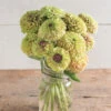 Queeny Lime With Blush -Garden Seed Shop 03700 01 queenlimeblotch