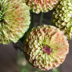 Queeny Lime With Blush -Garden Seed Shop 03700 03 queenlime blush