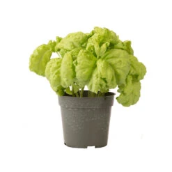 Tuscany -Garden Seed Shop 03719 03 tuscany