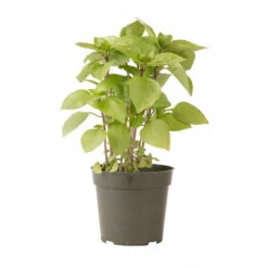 Cardinal -Garden Seed Shop 03732g 03 cardinal