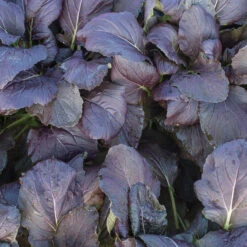 Red Kingdom -Garden Seed Shop 03748 01 redkingdom