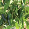 Jalafuego -Garden Seed Shop 03807g 01 jalafuego jalapeno pepper