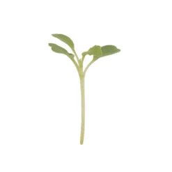 Arugula, Wasabi
