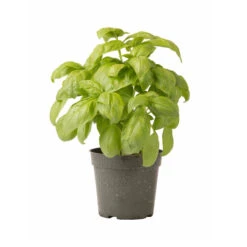 Dolly -Garden Seed Shop 03875 03 dolly