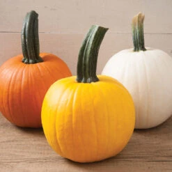 Sunlight PMR 5 Sunlight PMR -Garden Seed Shop 03910 01 sunlight