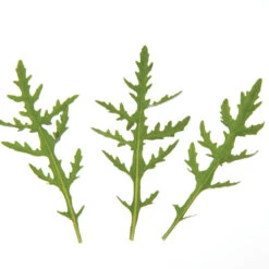 Sylvetta -Garden Seed Shop 0398 01 sylvettasaladtrio