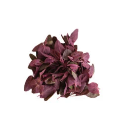 Ruby Red Orach -Garden Seed Shop 03999g 03 rubyredorach