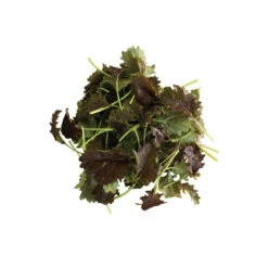 KX-1 -Garden Seed Shop 04009 03 kx1