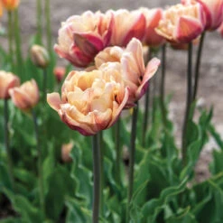 La Belle Epoque -Garden Seed Shop 04057 01 labelleepoque