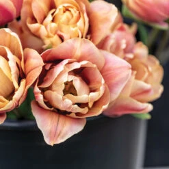 La Belle Epoque -Garden Seed Shop 04057 02 labelleepoque