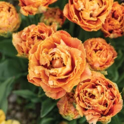 Sensual Touch -Garden Seed Shop 04058 03 sensual touch