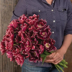 Dream Touch -Garden Seed Shop 04060 03 dream touch