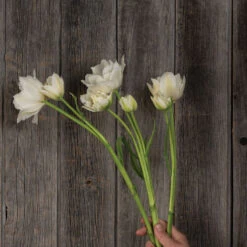 Mondial -Garden Seed Shop 04063 03 mondial