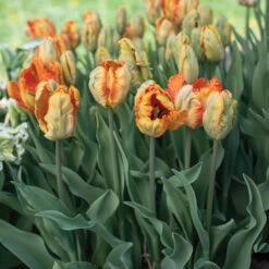 Parrot King -Garden Seed Shop 04065 03 parrotking