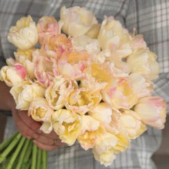 Crème Upstar -Garden Seed Shop 04080 03 creme upstar