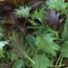 Kalebration Kale Mix -Garden Seed Shop 04091g 01 kalebration kale mix