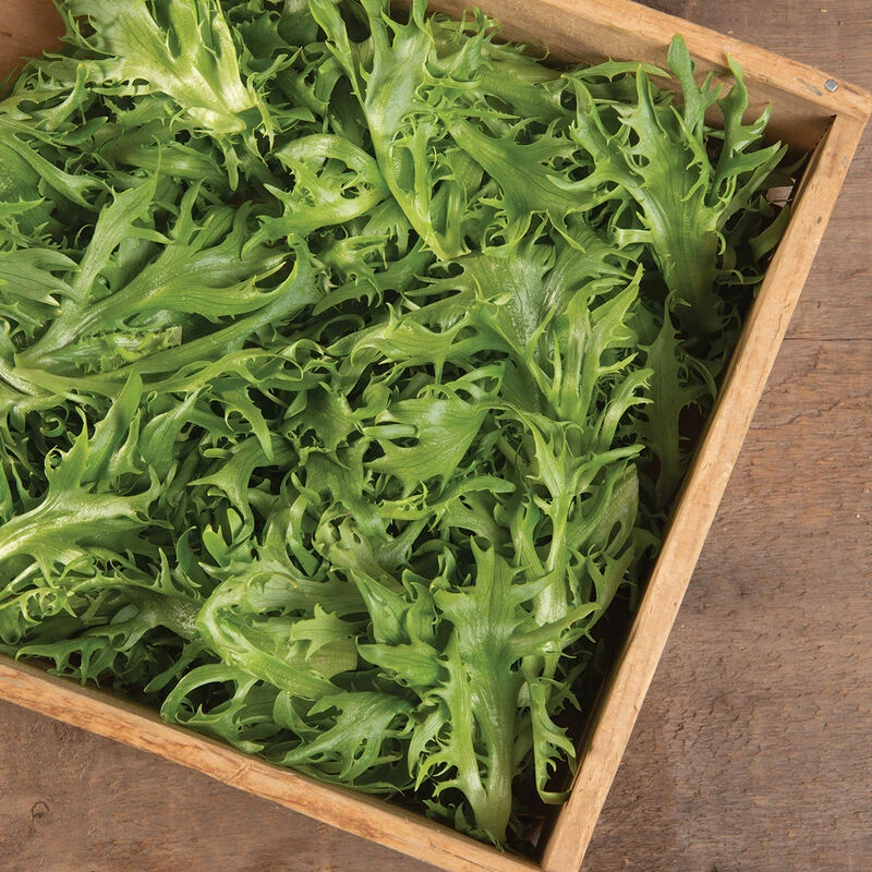 Frisygo 4 Frisygo - Image 2