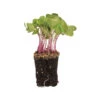 Radish, Purple Stem 1 Radish, Purple Stem -Garden Seed Shop 04107mg 02 purpleradish