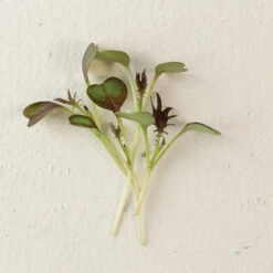 Kale, KX-1 -Garden Seed Shop 04112m 04 kx1