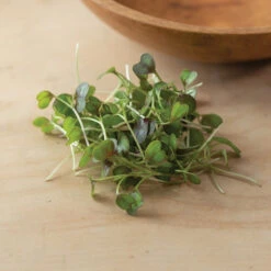 Kale, KX-1 -Garden Seed Shop 04112m 05 kx1