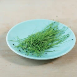 Scallion -Garden Seed Shop 04127mg 03 scallion