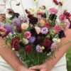 Pincushion Mix -Garden Seed Shop 04135g 01 pincushionmix