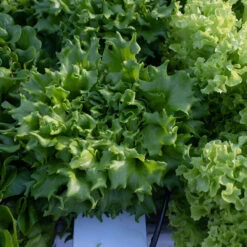 Salanova® Green Batavia -Garden Seed Shop 04185jp 04 salanova green batavia