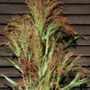 Mixed Broom Corn -Garden Seed Shop 04228 01 mixedbroomcorn