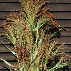 Mixed Broom Corn