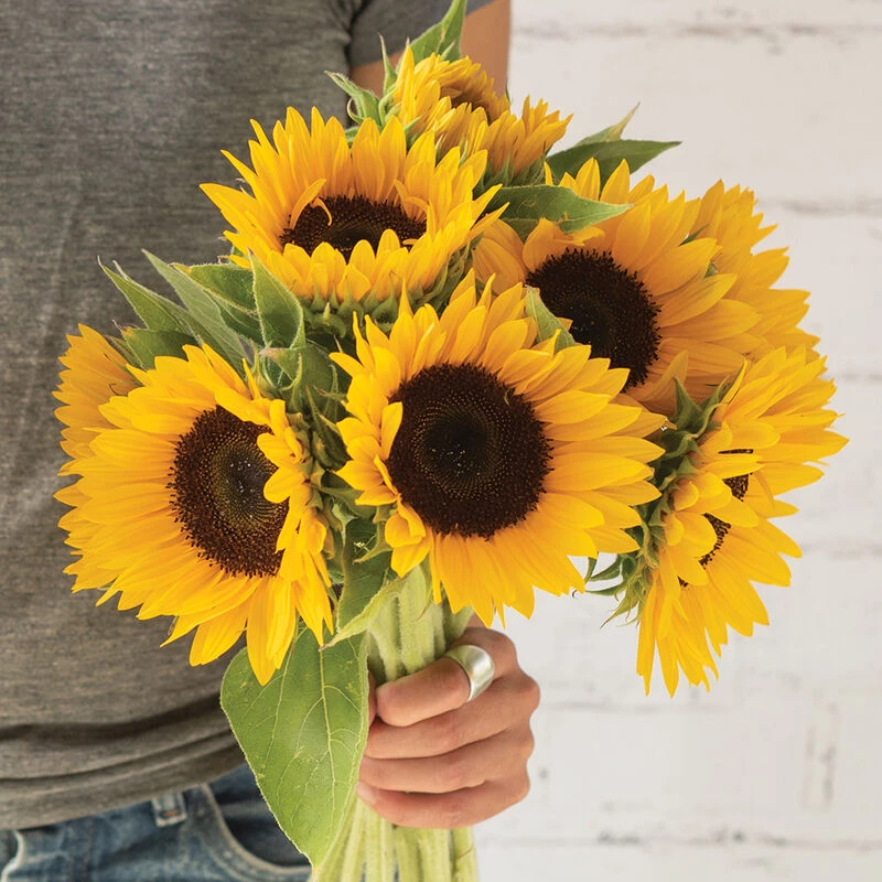 Winter Zohar 3 Winter Zohar