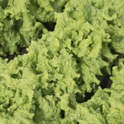 Black Seeded Simpson -Garden Seed Shop 0425n 01 blackseedsimp