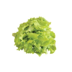 Black Seeded Simpson -Garden Seed Shop 0425n 04 blackseedsimpsalad.jpg