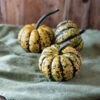 Honey Bun -Garden Seed Shop 04303 01 honey bun acorn squash