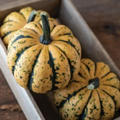 Honey Bun -Garden Seed Shop 04303 03 honey bun acorn squash