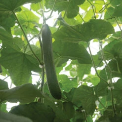 Poniente -Garden Seed Shop 04379g 02 poniente