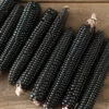Montana Morado Maize -Garden Seed Shop 04381g 01 montanamoradomaize
