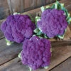 Lavender -Garden Seed Shop 04404 01 lavender cauliflower