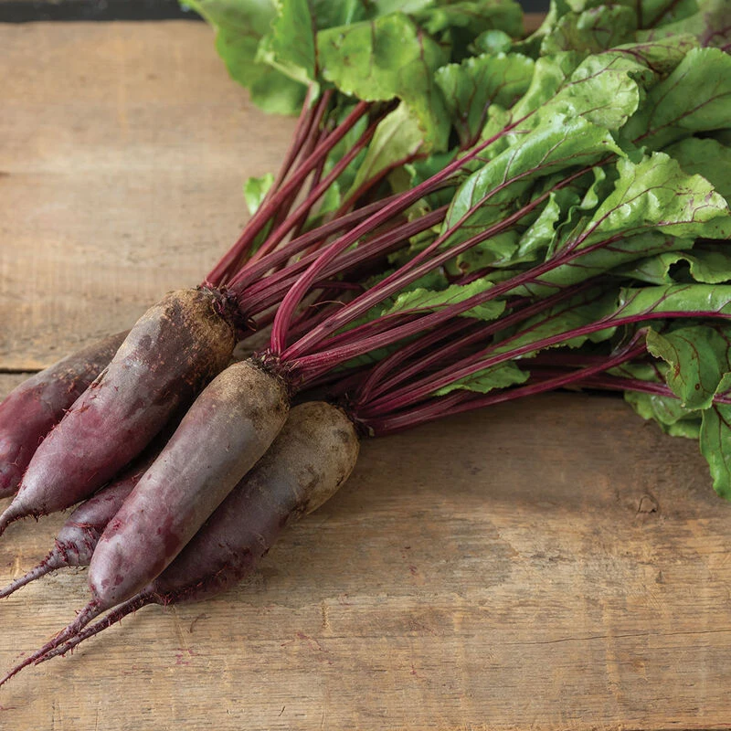 Formanova 3 Formanova